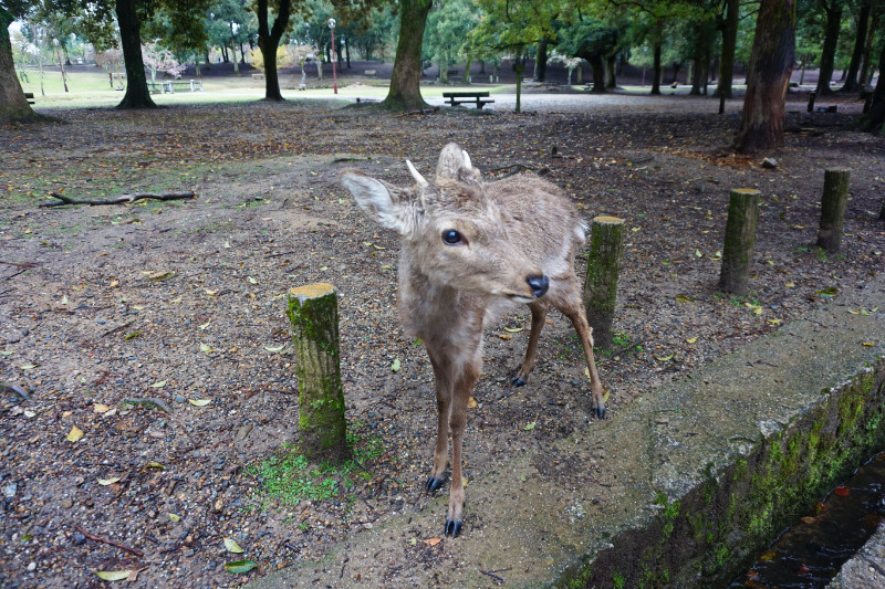 Deer in Nara, Japan