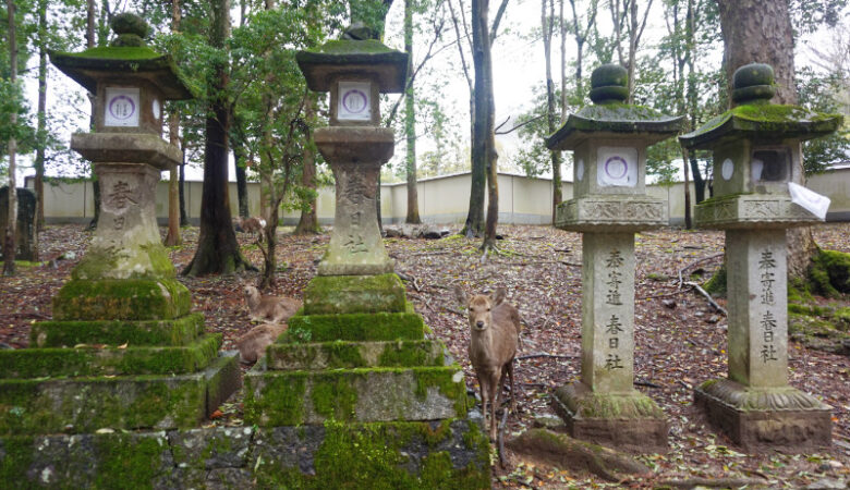 Deer in Nara, Japan