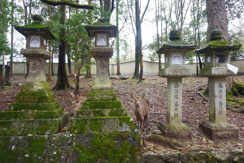 Deer in Nara, Japan