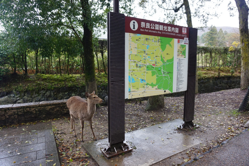 Deer in Nara park, Japan. It is stood next to an information sign, looking ready to give out information to unsuspecting tourists.