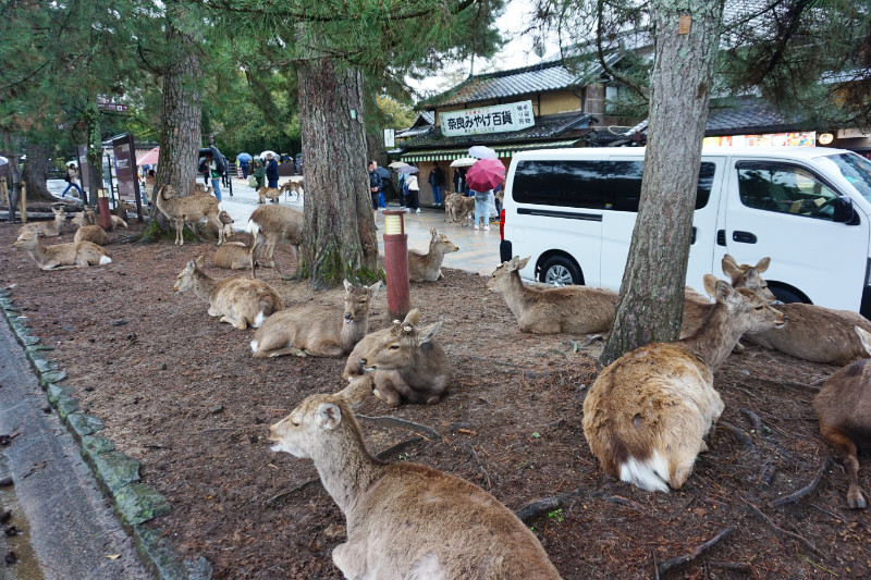 Deer in Nara park, Japan