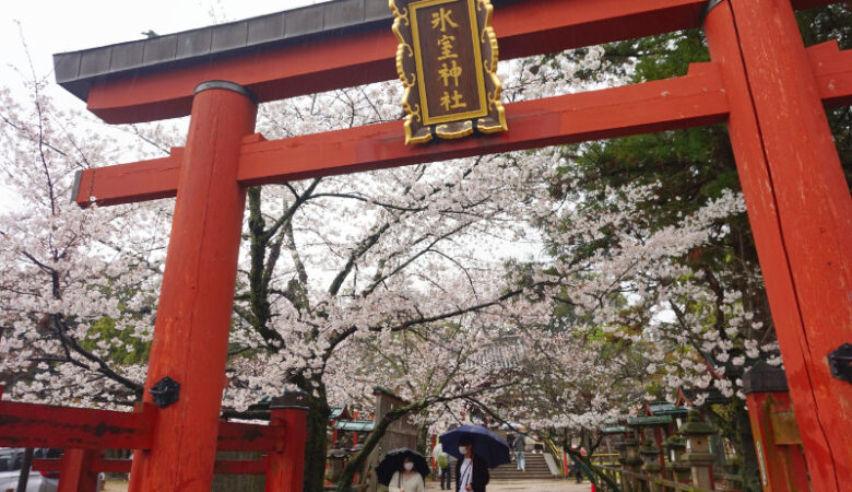 Cherry blossoms and a torii gate in Nara, Japan