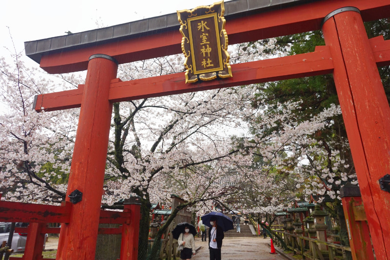 Cherry blossoms and a torii gate in Nara, Japan