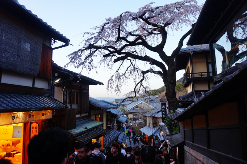 Cherry blossom tree in Gion, Kyoto, Japan
