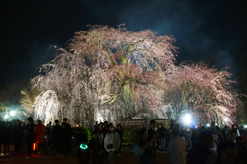 Huge cherry blossom tree at Yasaka Shrine, Kyoto, Japan