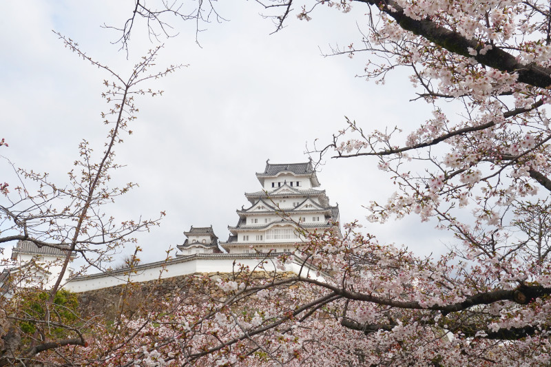 Himeji Castle with cherry blossoms, Japan