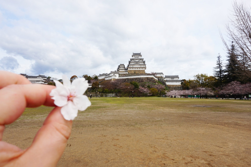 Cherry blossom with Himeji Castle, Japan