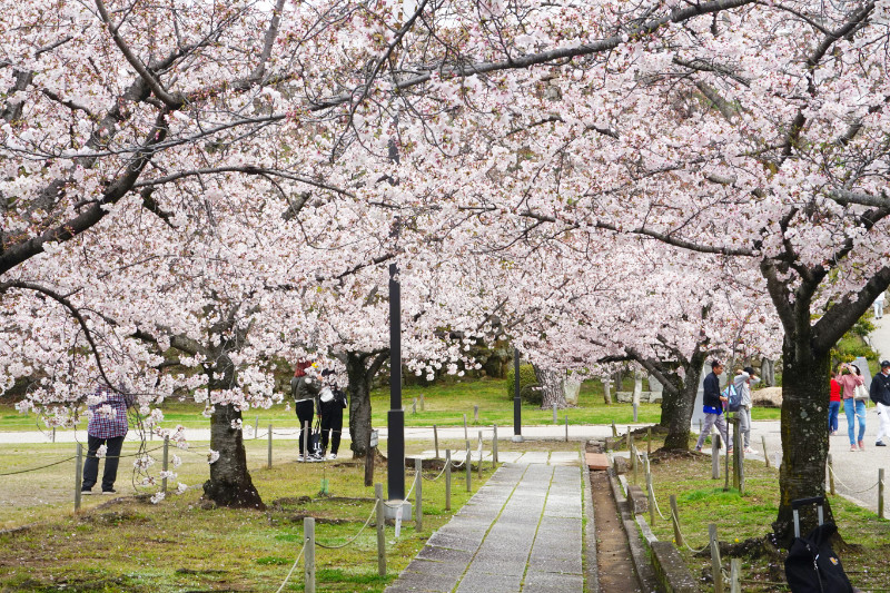 Path of cherry blossoms, Himeji, Japan