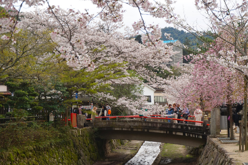 Cherry blossoms with a bridge, Miyajima, Japan