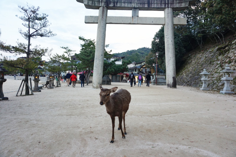 Deer, Miyajima, Japan