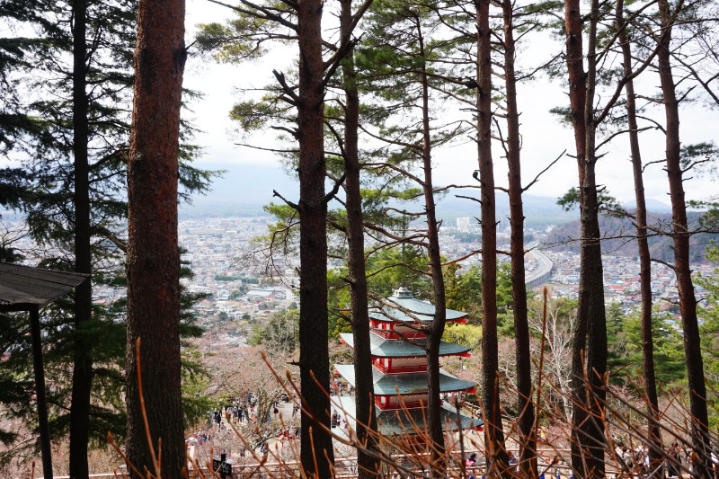 The walk above the pagoda by Mount Fuji, Japan. Through the trees you can see the pagoda.