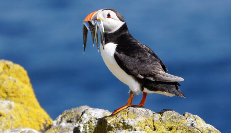 Puffin, Isle Of May, Scotland