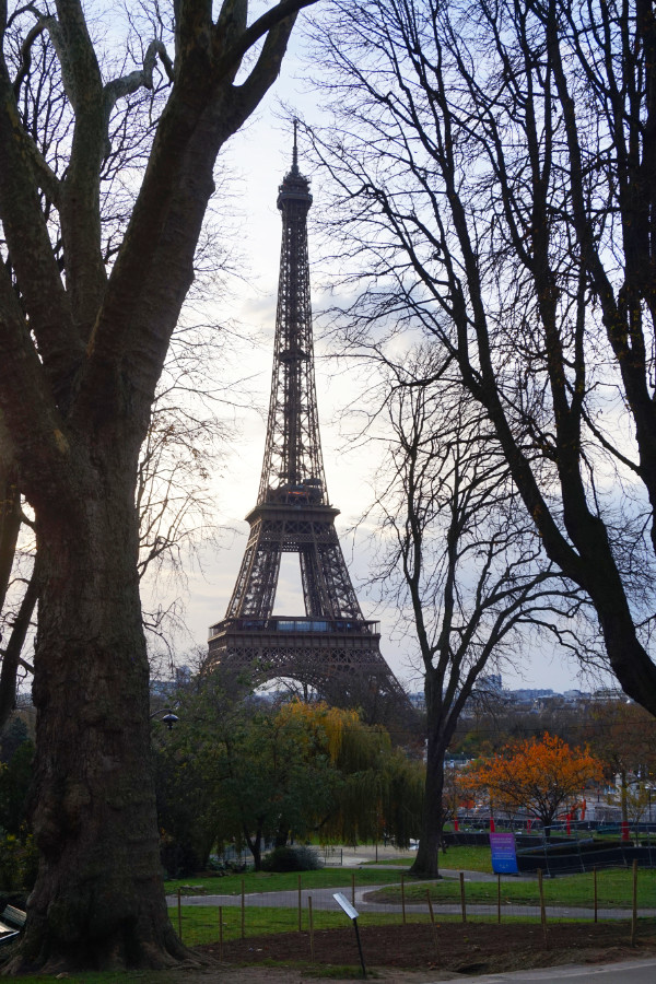 Eiffel Tower, Paris, France. It's framed by two trees; on the left is a thick tree trunk, and on the right are lots of vertical branches with no leaves, framing the tower perfectly. Below are some trees with yellow and orange leaves.