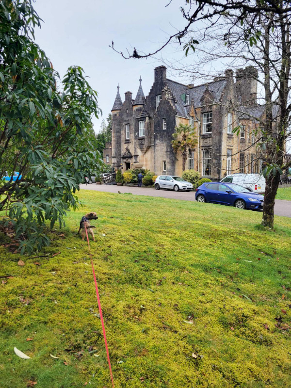 Bonnie the Border Terrier on the grass outside Stonefield Castle hotel, Argyll, Scotland