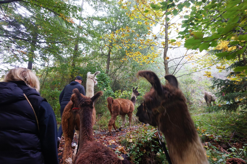 Llamas, Liechtenstein