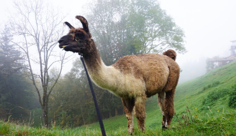 Llama trek in Liechtenstein