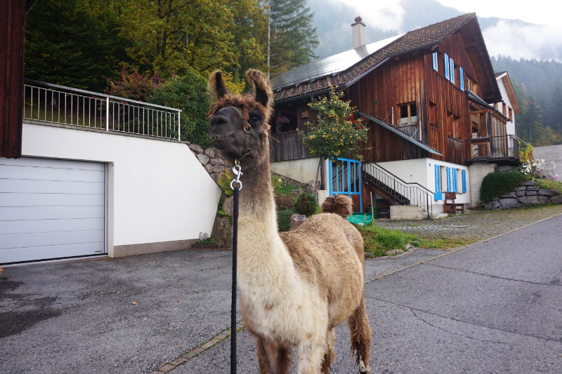 Llama walk, Liechtenstein