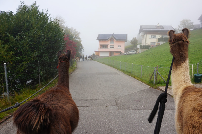 Llama walk, Liechtenstein