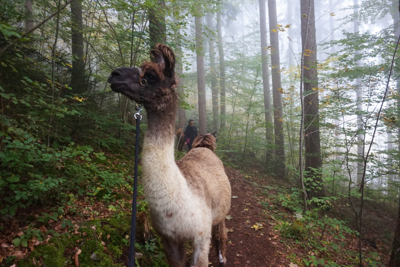 Llama walk, Liechtenstein