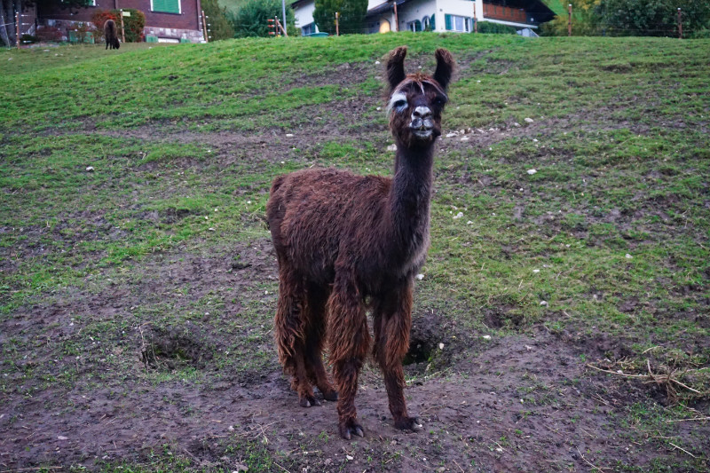 Llama, Liechtenstein