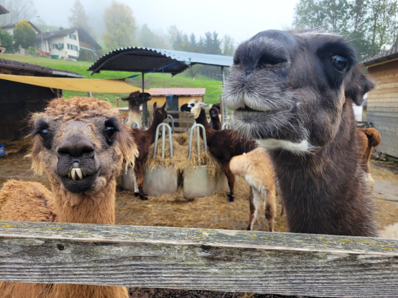 Llamas, Triesenberg, Liechtenstein. Two llamas are looking at the camera like they're posing in a girl's bathroom.