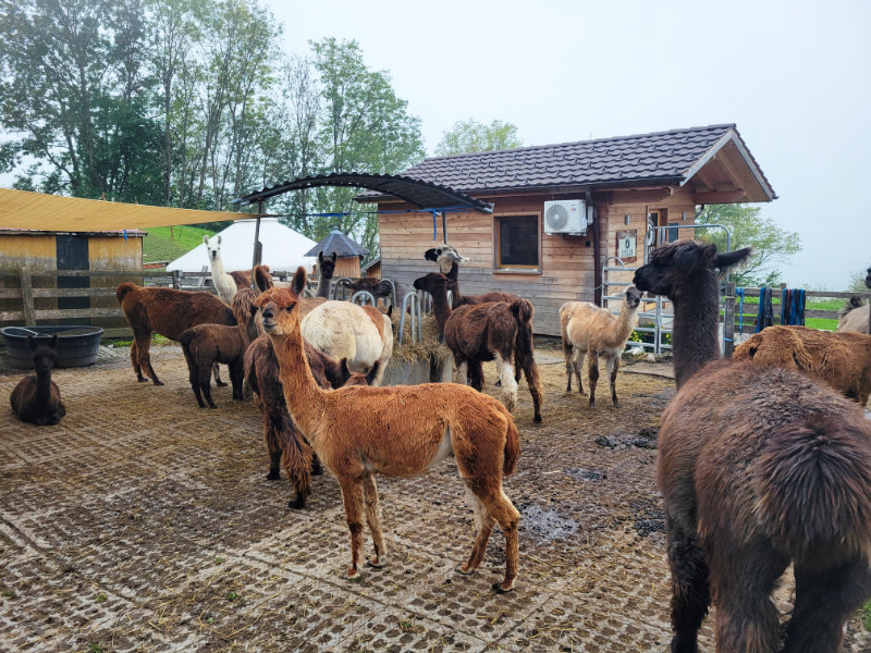Llamas, Triesenberg, Liechtenstein