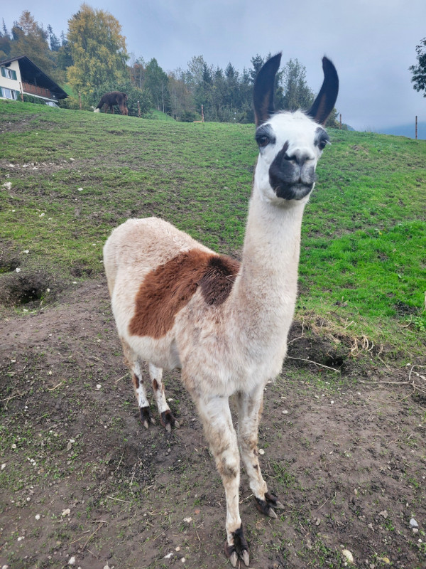 Karl the llama, Liechtenstein