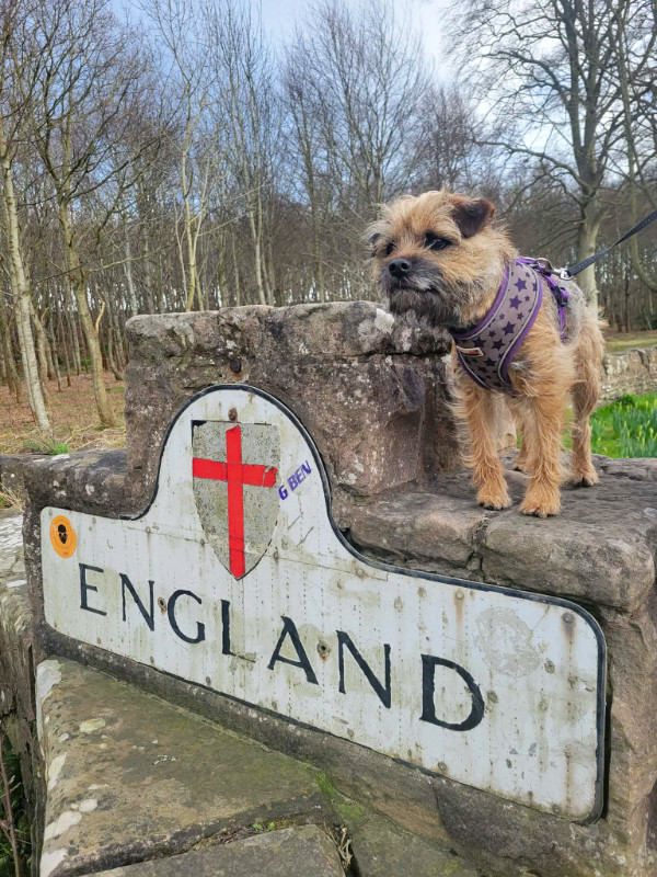 Bonnie the Border at the border of Scotland and England