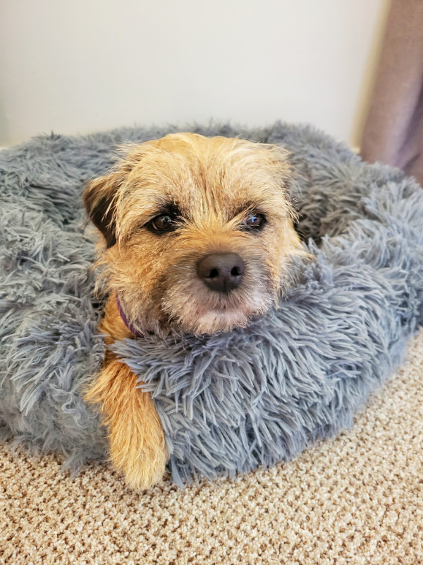 Bonnie at George Hotel, Northumberland, England