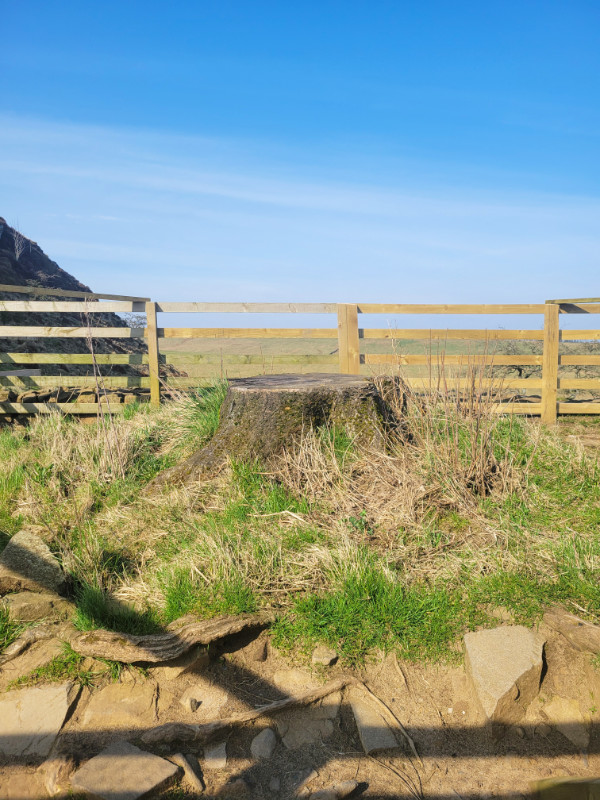 Sycamore tree, Hadrian's Wall, Northumberland, England