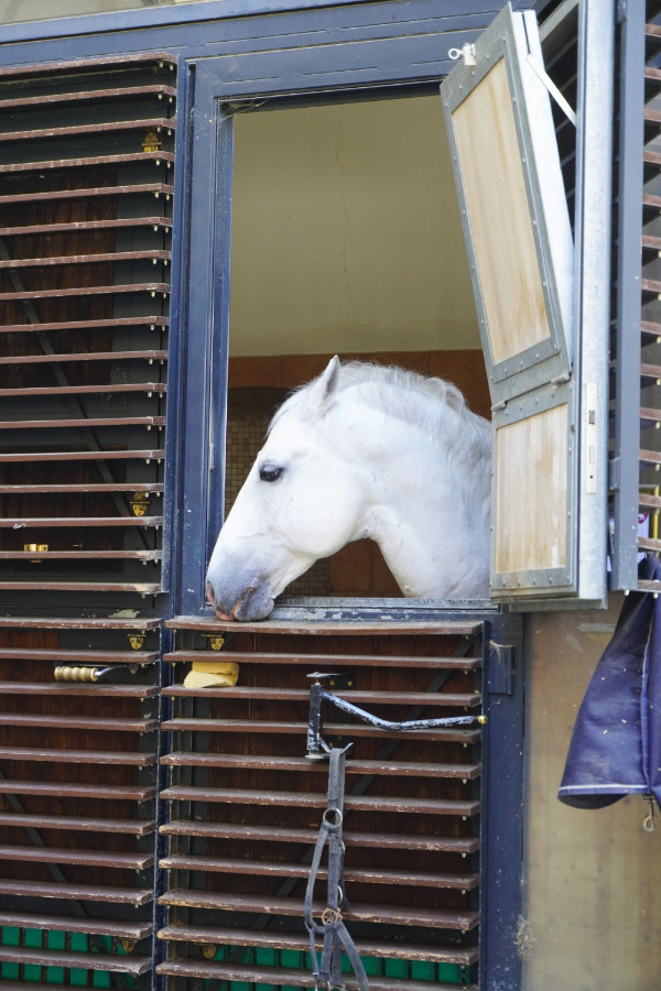 Spanish Riding School Lipizzaner, Vienna, Austria