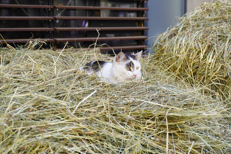 Spanish Riding School cat, Vienna, Austria