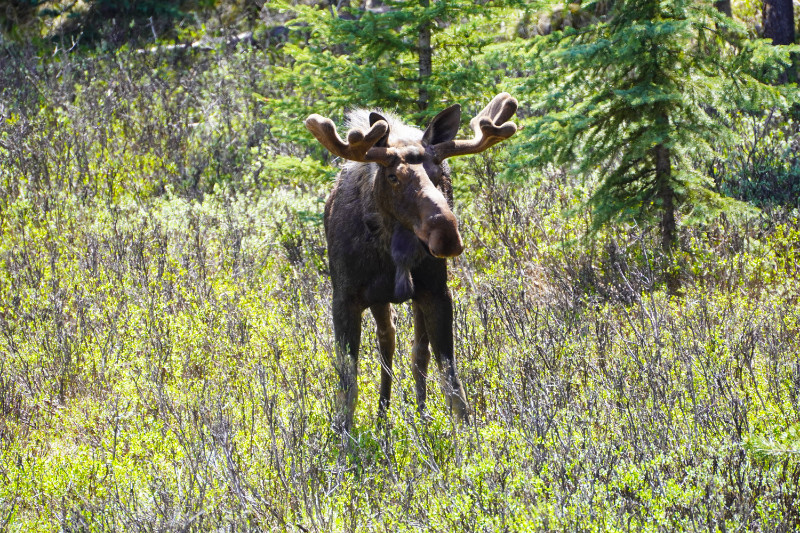Moose in Jasper, Canada