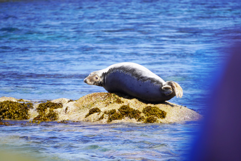 Seal near the Isle of Mull, Scotland