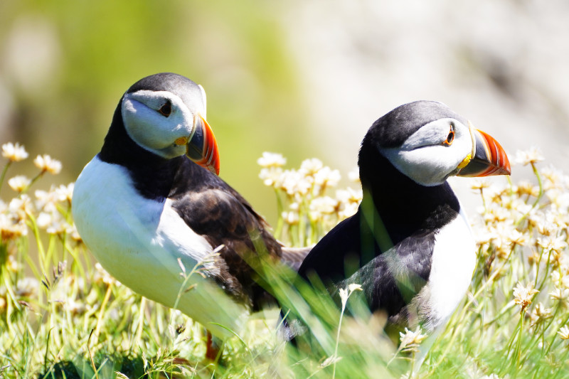 Puffins, Staffa, Scotland