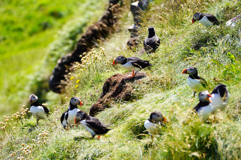 Puffins, Staffa, Scotland