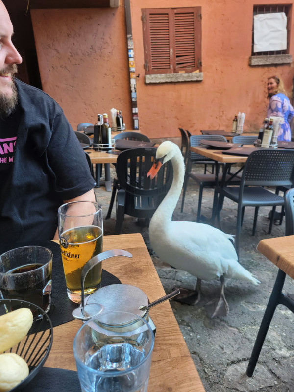 Swan in Malcesine, Lake Garda, Italy
